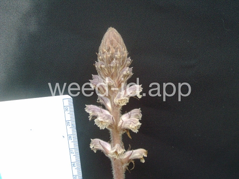 broomrape, small